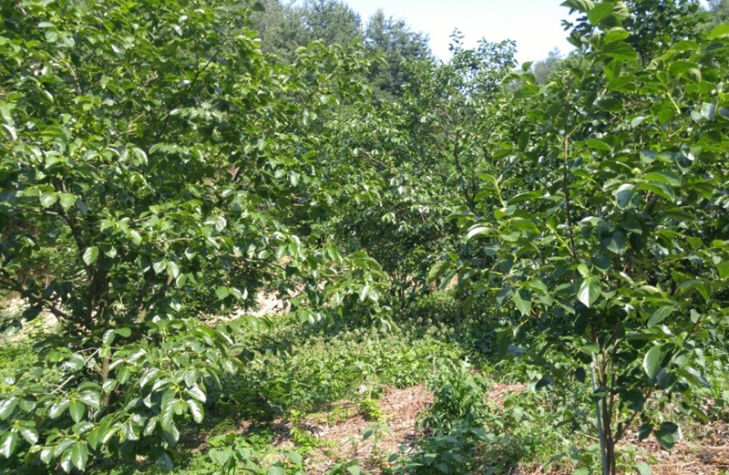 곰밭길농원 이미지