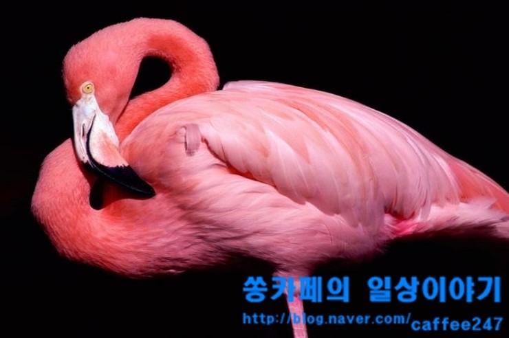 플라밍고 이미지