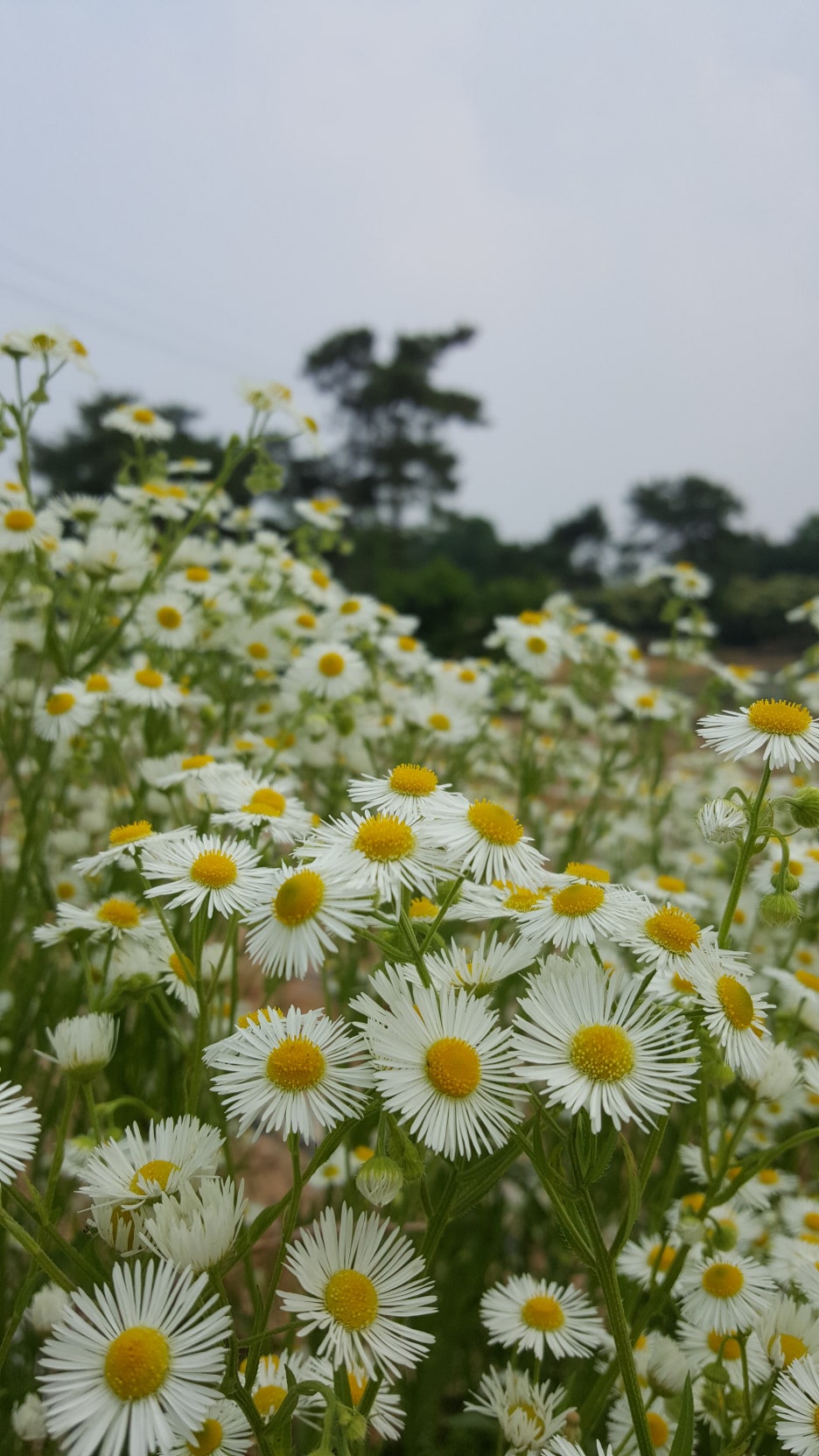 닥치고푸드 이미지