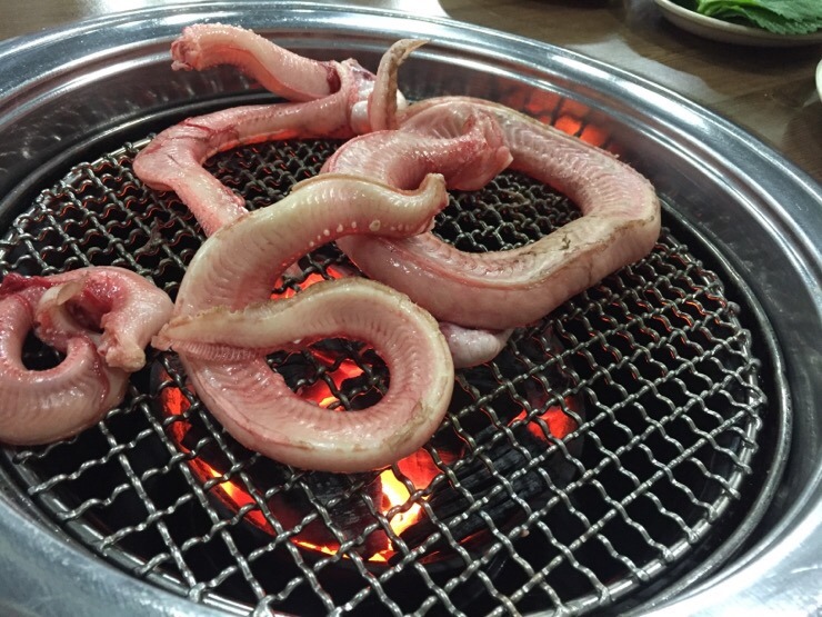 산꼼장어 이미지