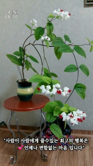 네이버블로그