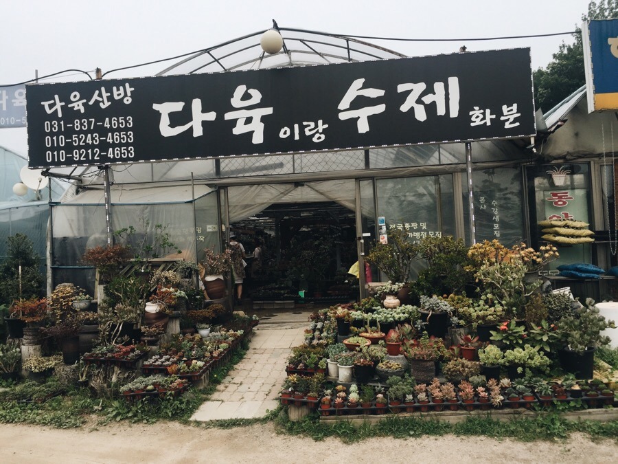 장암다육 이미지