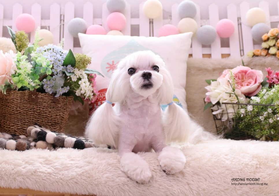 꼬지하우스 이미지