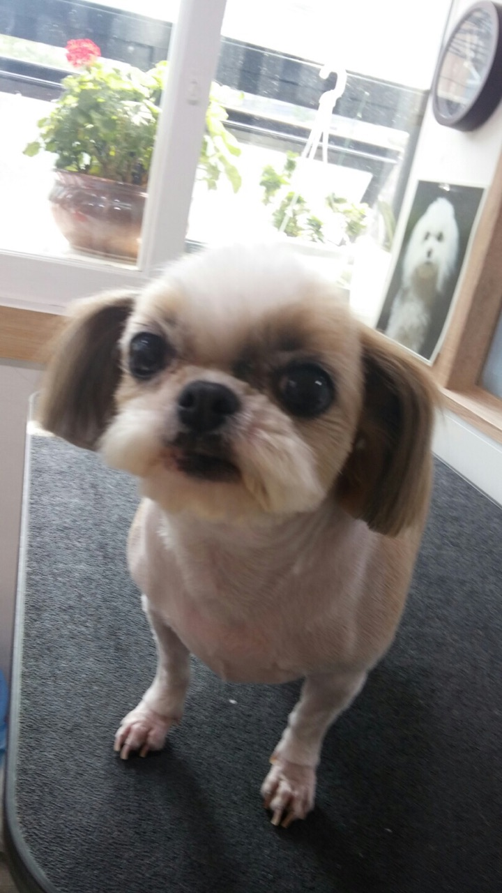 루루마루 이미지