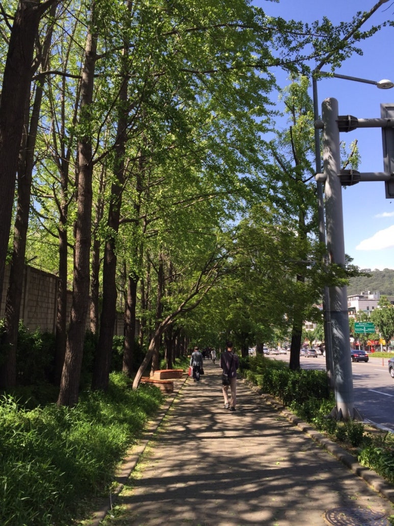보니스 이미지