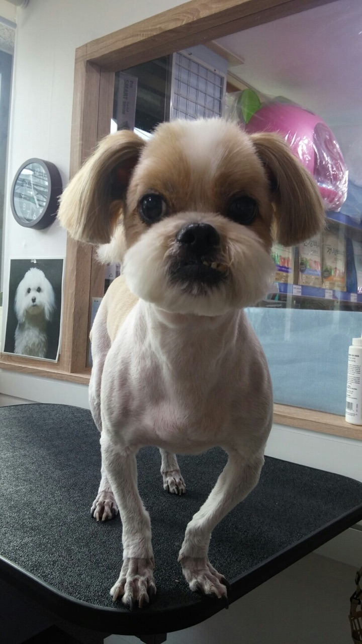 루루마루 이미지
