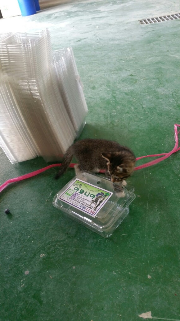 도도농장 이미지