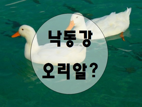 낙동강오리알 이미지