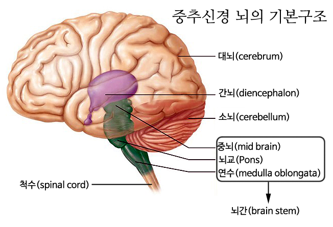 신경계 후려치기1-중추신경(뇌, 척수, 대뇌, 소뇌, 간뇌, 뇌간, 연수, 중뇌) : 네이버 블로그