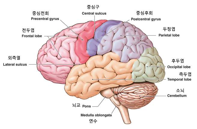신경계 후려치기1-중추신경(뇌, 척수, 대뇌, 소뇌, 간뇌, 뇌간, 연수, 중뇌) : 네이버 블로그