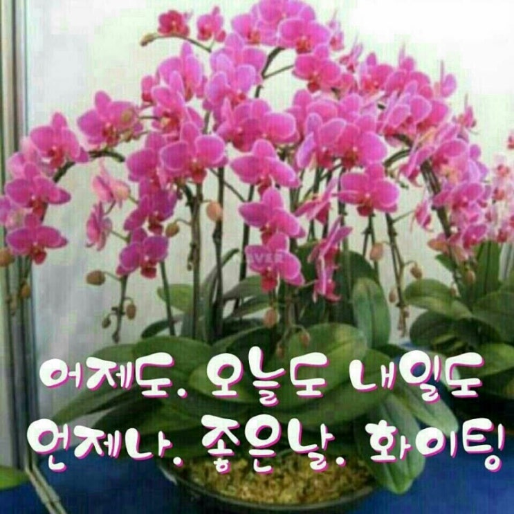 고향야채 이미지