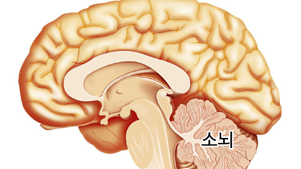 신경계 후려치기1-중추신경(뇌, 척수, 대뇌, 소뇌, 간뇌, 뇌간, 연수, 중뇌) : 네이버 블로그
