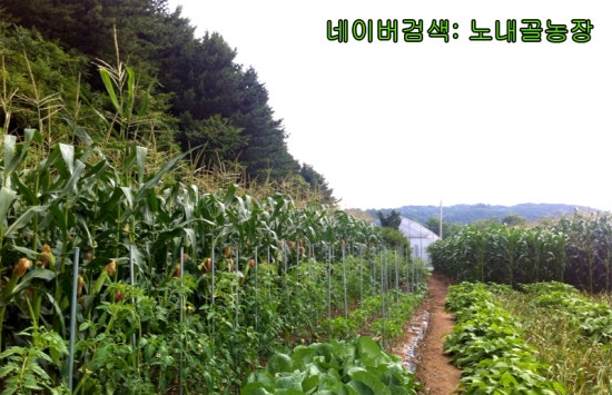 홍천노내골농장 이미지