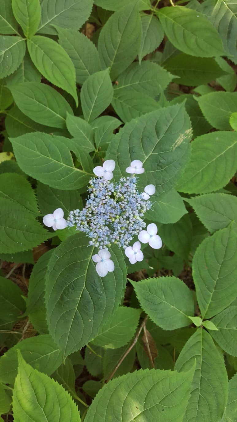 오례오리 이미지