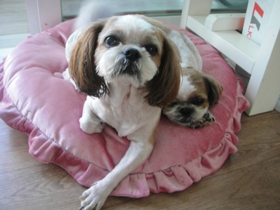 몽이냥이 이미지