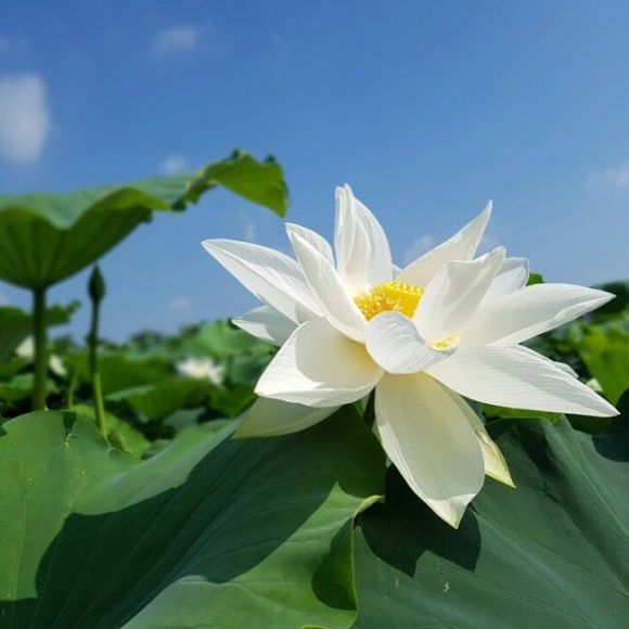 삼미도시락 이미지