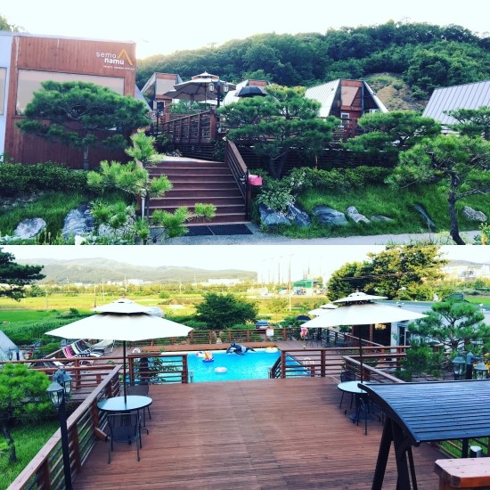 세모난나무 이미지
