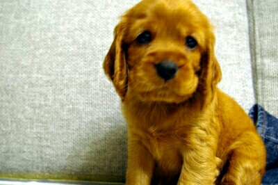 몽이냥이 이미지