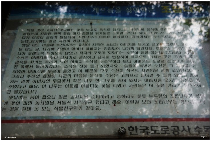 수목원수선 이미지