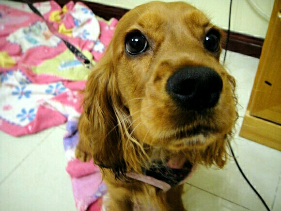 몽이냥이 이미지