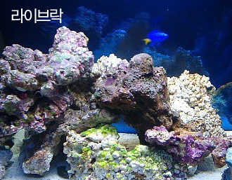 라이브락 이미지