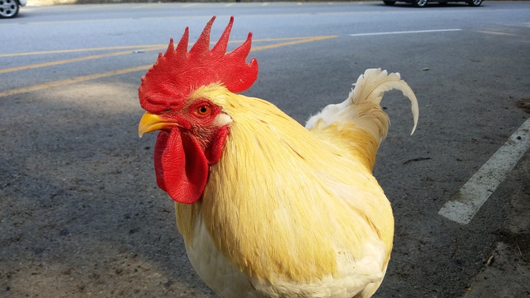 옛날토종닭 이미지
