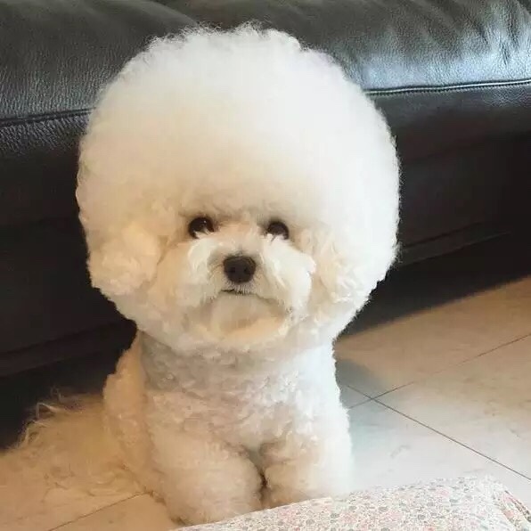 솜사탕 이미지