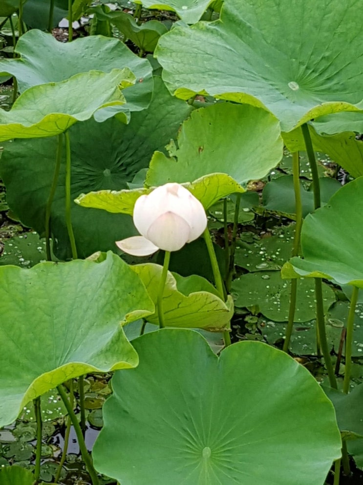 아라클럽 이미지