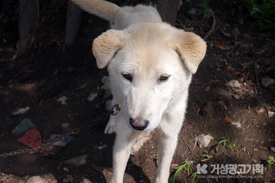 거성광고 이미지