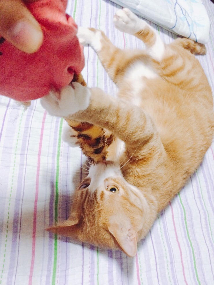 슈슈홀릭 이미지