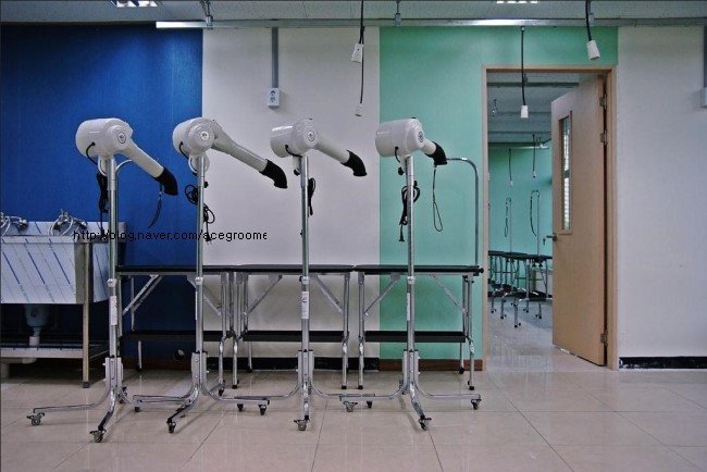 에이스애견미용학원 이미지
