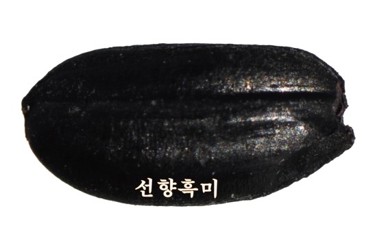 선향 이미지
