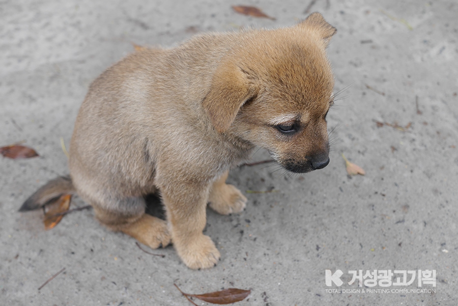 거성광고 이미지