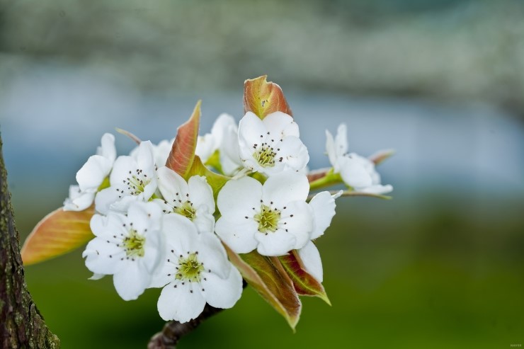 미묘,花 이미지