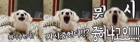 장수장 이미지