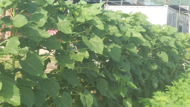 해바라기슈퍼 이미지