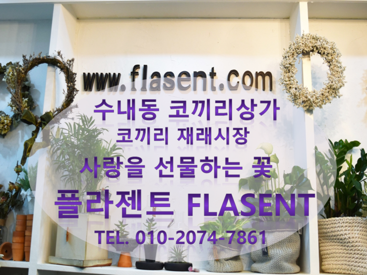 플라젠트 이미지