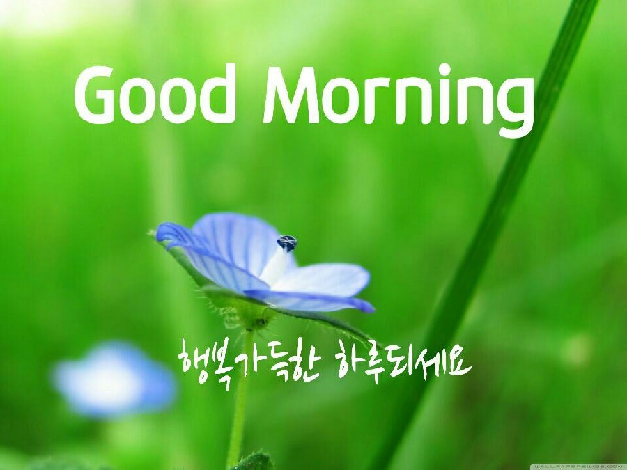 홀마트 이미지