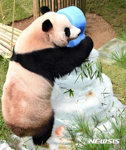 케잌판다 이미지