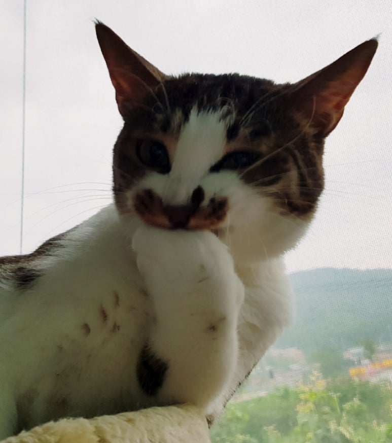 일루온 이미지
