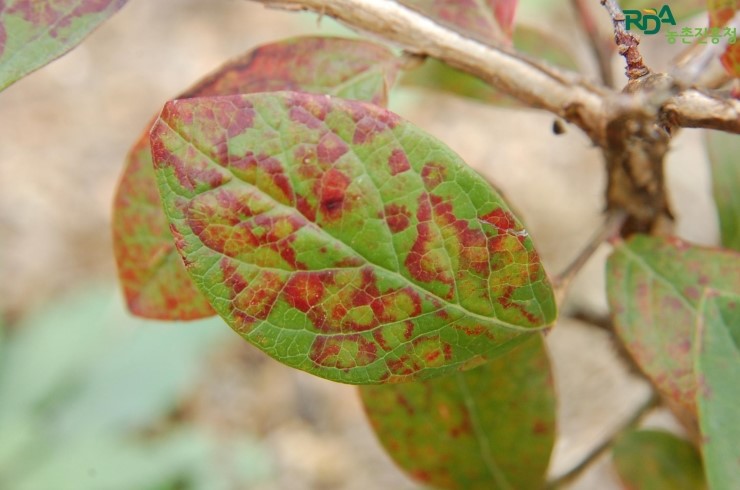 Red Ringspot Virus 블루베리 붉은원형반점병(Red ringspot virus) : 네이버 블로그