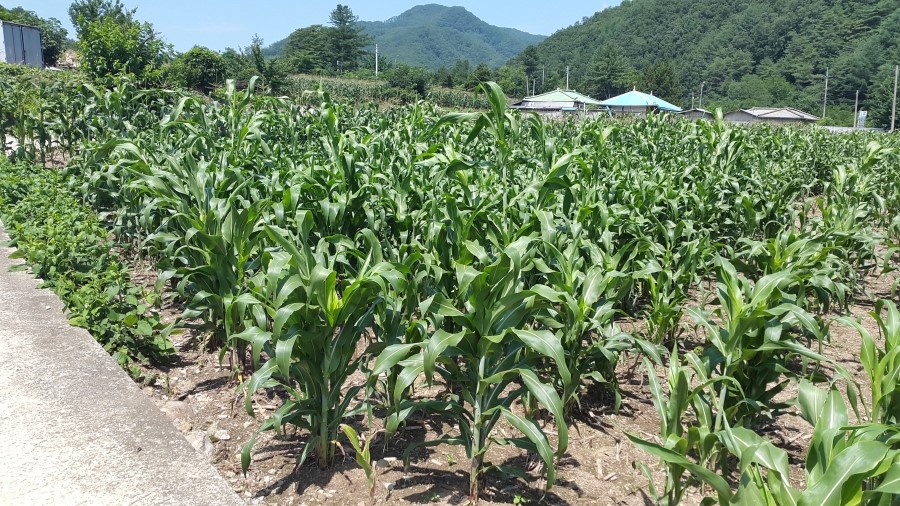 구학리산채관광마을 이미지