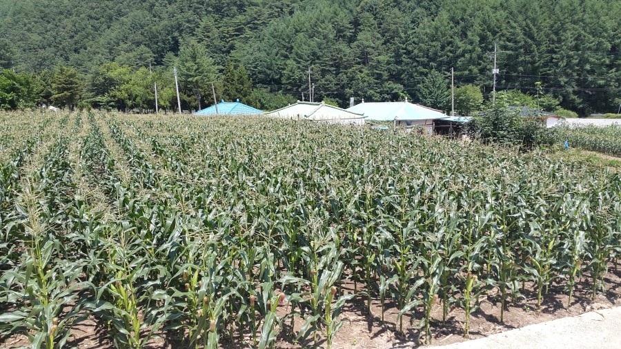 구학리산채관광마을 이미지