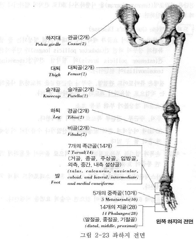 [인체해부학]인체 뼈구조 와 명칭 : 네이버 블로그
