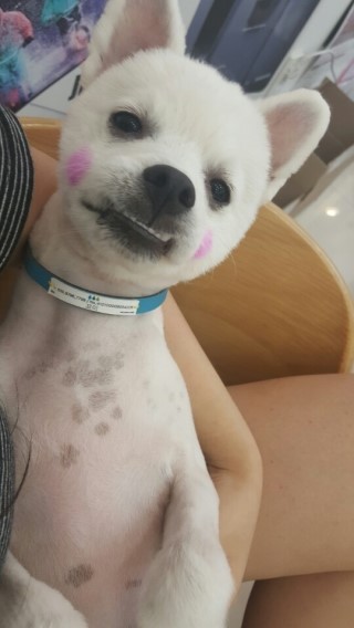 부천 강아지 수영장, 꼬미 2시간 1만원 행복 후기