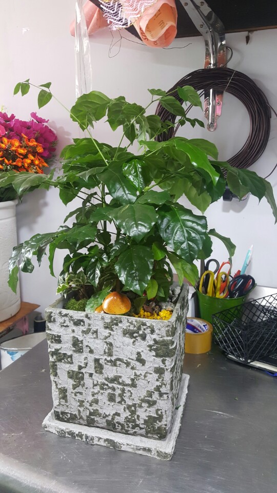 보령화원 이미지