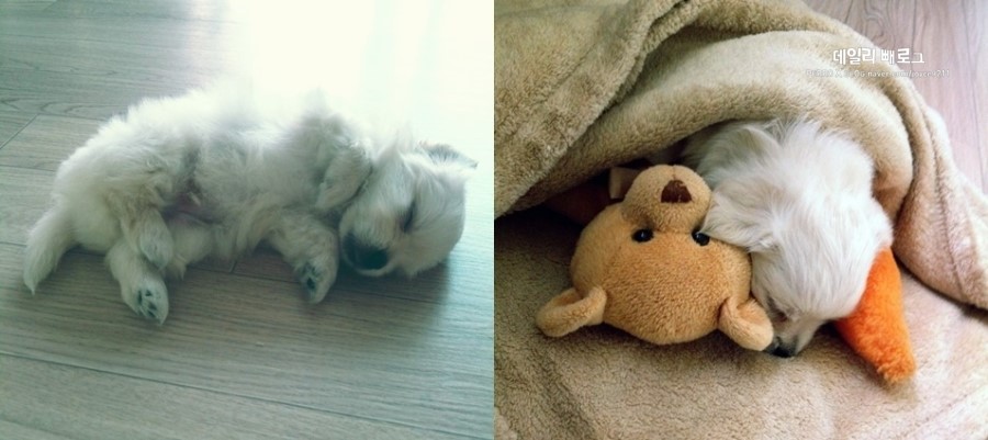 빼로(perro) 이미지