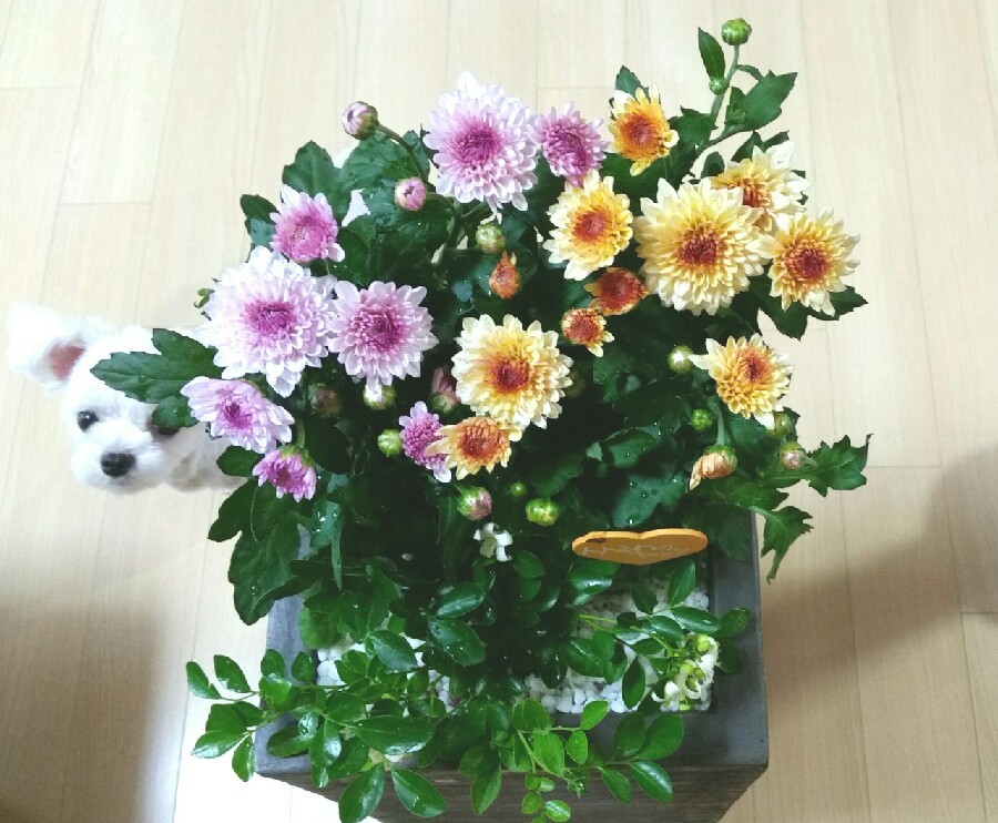 소국 이미지
