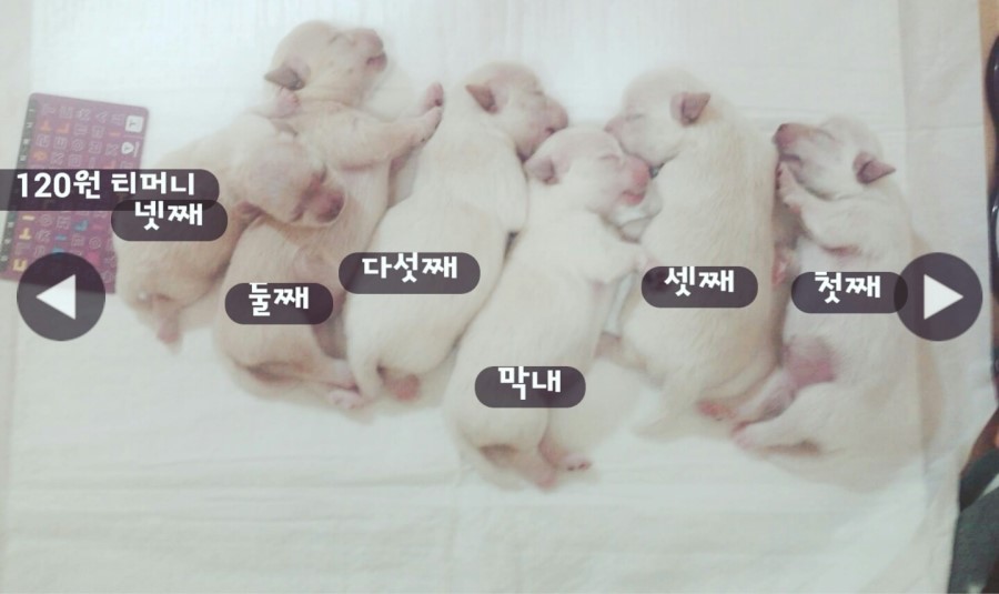 빼로(perro) 이미지