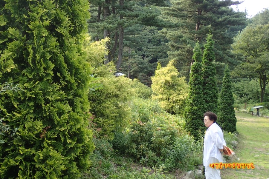 자작나무숲꽃마리 이미지